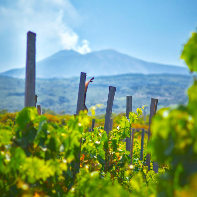 Frappato - An Exceptional Native Red Wine from Southeastern Sicily