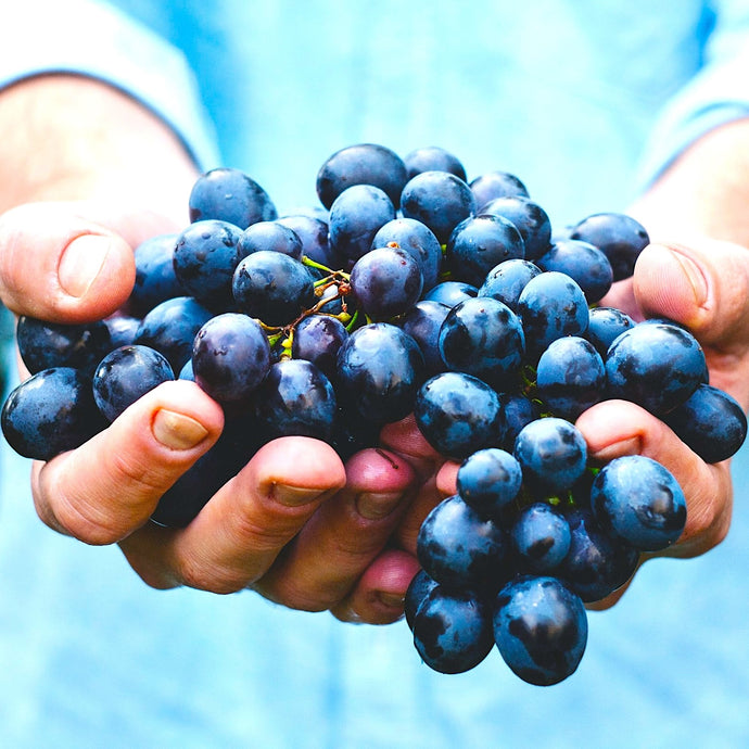 Yeast in Winemaking - The Hidden Magic in Every Bottle