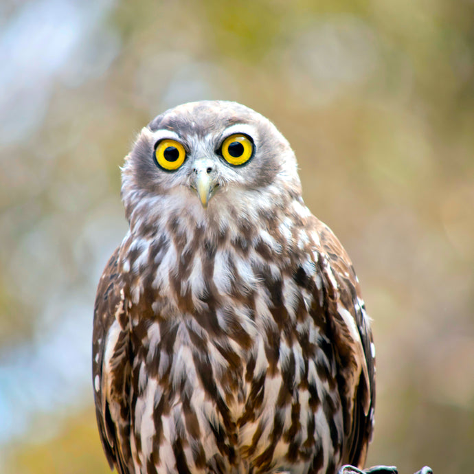 The Barking Owl! Millbrook Winery - Western Australia